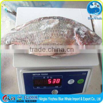 Instant fillet fine seafood / bream fillet sashimi / Tilapia500-800g