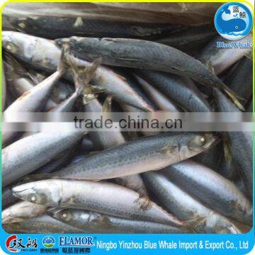 Cold Water Scomber Mackerel