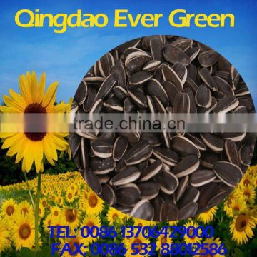 new crop chinese black Sunflower seeds 363