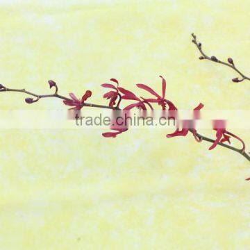 Fresh Cut Flowers Vanda Orchid Flowers photo-2