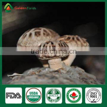 Professional Supplier of Shiitake Growing Mushrooms,Shiitake Mushroom Spawn