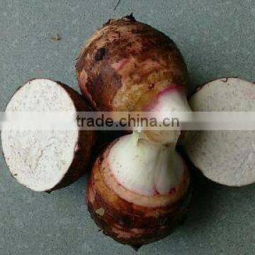 vietnam fresh taro with best price and good quality