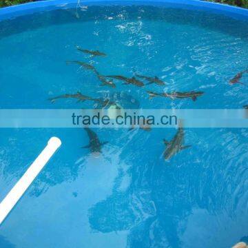 Large Fiberglass fish farming water tank /fish tank for ras