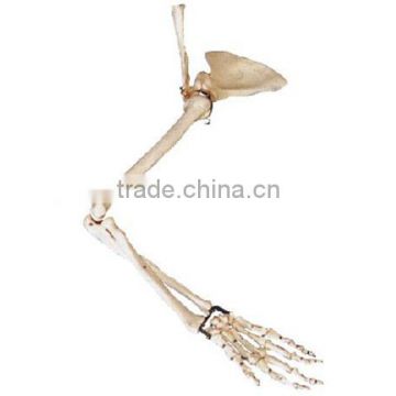 MCT-KN-010 Arm, Scapular and Collar Bone Model