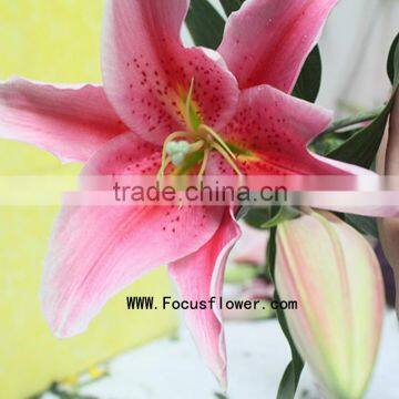 Supply Fragrant Flower Wedding Flowers With Spray Heads/Stem Wholesale Fresh Cut Flowers Named As Fresh Cut Lily Tiber From Focu