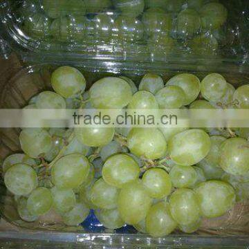 thomson grapes