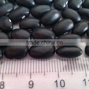 Chinese Small Black Kidney Bean/Black beans/Turtle Bean/Black Kidney Bean( 2010 crop, hps, grade 1. heilongjiang origin)