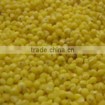 yellow millet polished