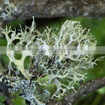 OAKMOSS ABSOLUTE photo-2