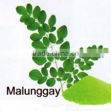 All Natural Spray Dried Moringa Powder