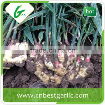 Black chinese mature fresh ginger price