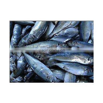 frozen horse mackerel low price 20cm+