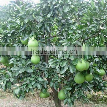 fresh honey pomelo from Pinghe