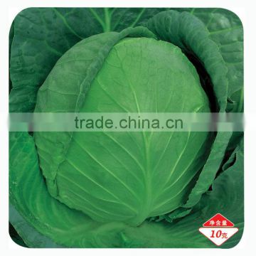 High quality Hybrid cabbage Seeds Kale Seed vegetable seeds for planting-Iron Ball 301