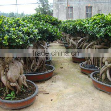 4000 gram Ginseng Ficus Microcarpa