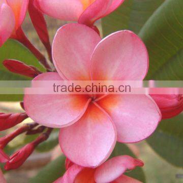 Plumeria Rubra