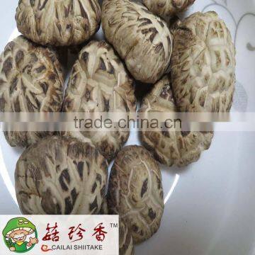 white flower shiitake mushroom dried with Autumn planting