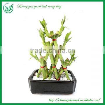 Pyramid shape Lucky Bamboo Feng Shui Plant for wholesell