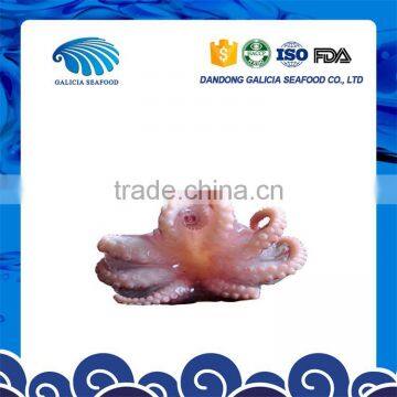 fresh frozen seafood baby octopus in stock with favourable price