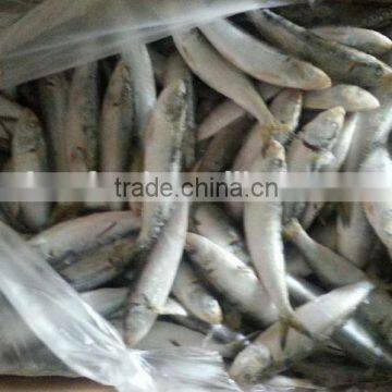 Cucumber of Sardine Fish