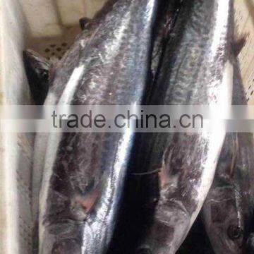 new products,frozen seafood of IQF spanish mackerel fillet with skin