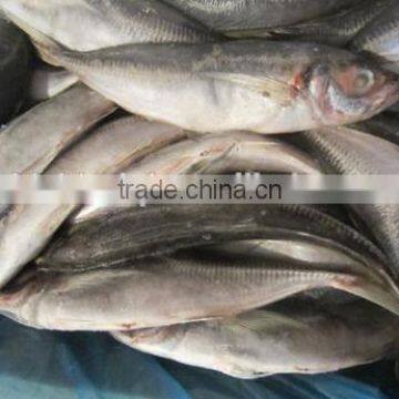 New fresh frozen horse mackerel 25cm