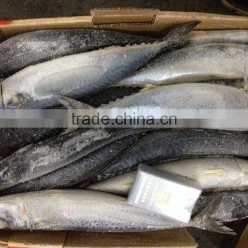 New frozen good quality fish pacific mackerel 500g up