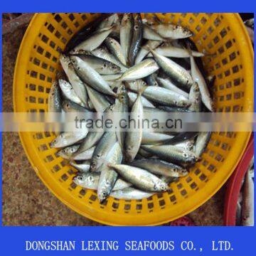 Frozen Horse Mackerel Whole Round