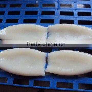 Frozen Todatodes Pacific Squid Tube photo-2