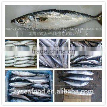 Wholesale New Fresh Frozen Seafood With Competitive Price photo-2