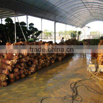 Cycas Revoluta Bare Root photo-3