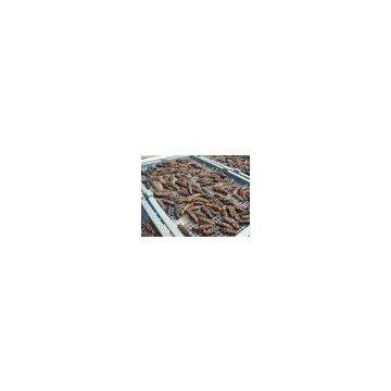 Sell Sea Cucumber (Canada)