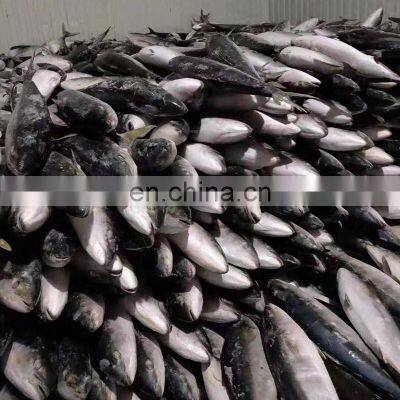 Hot Sale Frozen IQF Yellow Tail Scad Fish Price Mackerel Seafood for Market 8kgs up photo-4