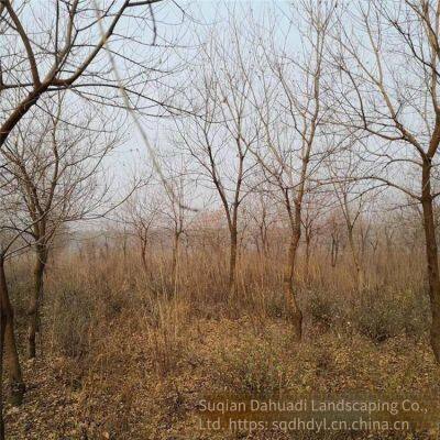 in 2020, the Price of a Chinese Tallow Tree With a Trunk Diameter of 10 Centimeters is 220 Yuan per Tree. Chinese Tallow Tree Base for Street Trees photo-5