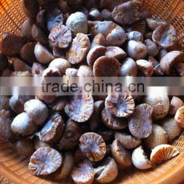 FRESH/FROZEN/DRIED BETEL NUT - COMPETITIVE PRICE