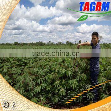 TAGRM present hot sale cassava planting equipment/2AMSU cassava planter