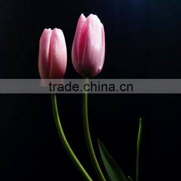 With High Quality and Grade Flower Bulbs Type Tulip With Low Price and Fast Shipping photo-3