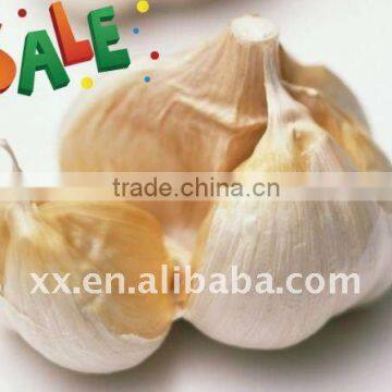 garlic importers