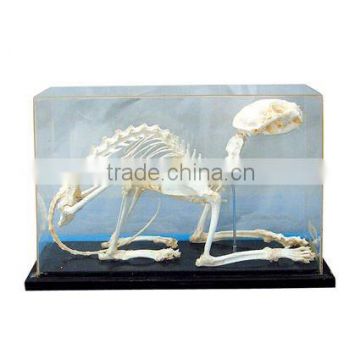 Vivid cat/animal skeleton specimen for teaching and medical purpose