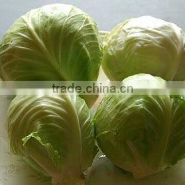 Fresh Cabbage for Salad