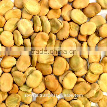 Australian Broad Beans