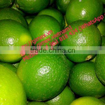 FRESH SEEDLESS LIME IN GIMEX VIET NAM