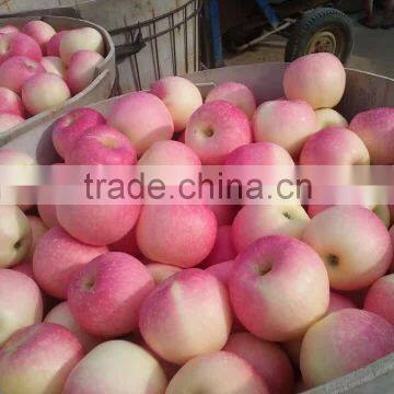 Fresh Red Gala Apple photo-3