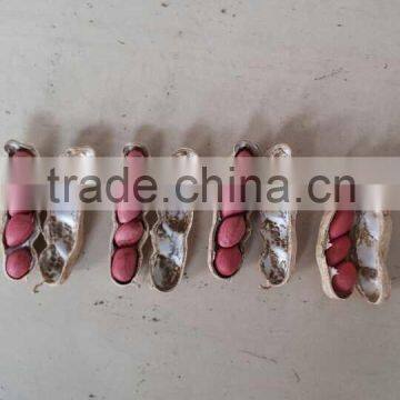 Peanuts in Shell 7-9,9-11,11-13 Specification photo-5