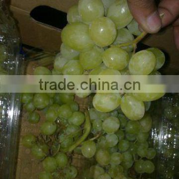 Egypian White Grapes, (Early Sweet type, Superior, Thompson)