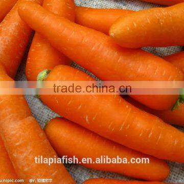 Red carrot, carrot harvester have good price