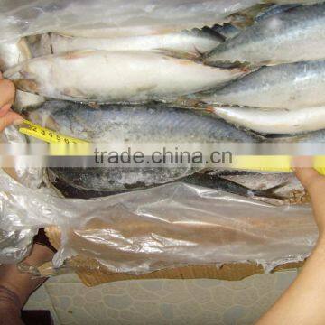 pacific mackerel scomber japonicus / frozen mackerel fish