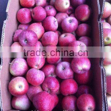 hot season of qinguan Apple