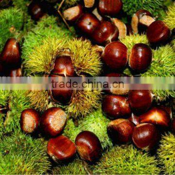 raw bulk Fresh Chestnut in shell crop new grade aa