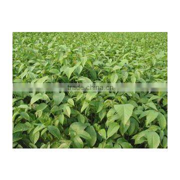 Syzygium Samarangense Tree Seedlings, Java Apple, Semarang Rose-apple, Wax Jambu photo-5